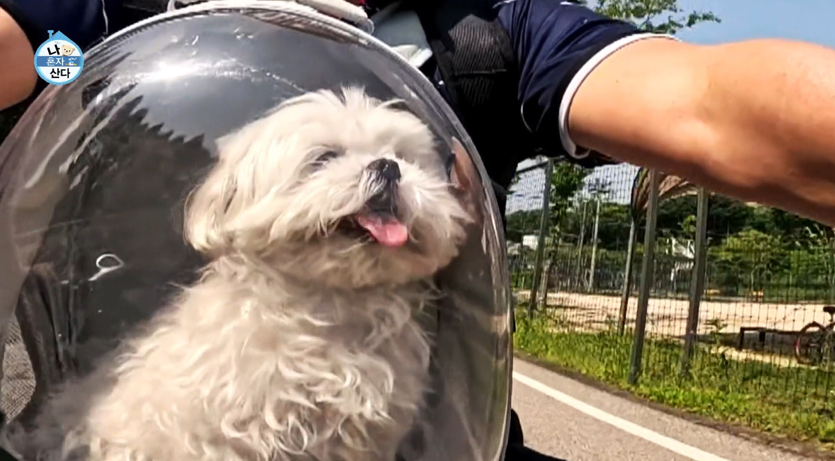 TV 프로그램 다양성 확대와 신규 시리즈 소개