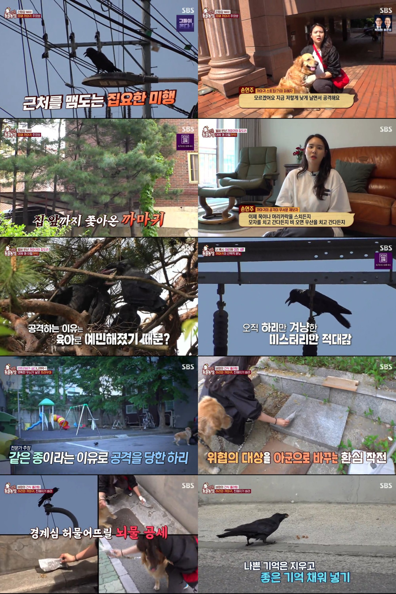 ‘TV<b>동물농장</b>’ 까마귀에 찍힌 하리
